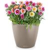 Pot de fleurs - Lechuza - Classico Color 43 - Brun Sable - Système d'irrigation - 33L