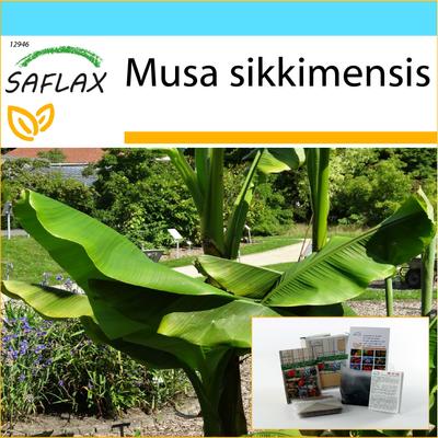 Gift Set - Darjeeling Banana - 5 Seeds - With Gift Box, Card, Label and Potting Substrate - Musa Sikkimensis
