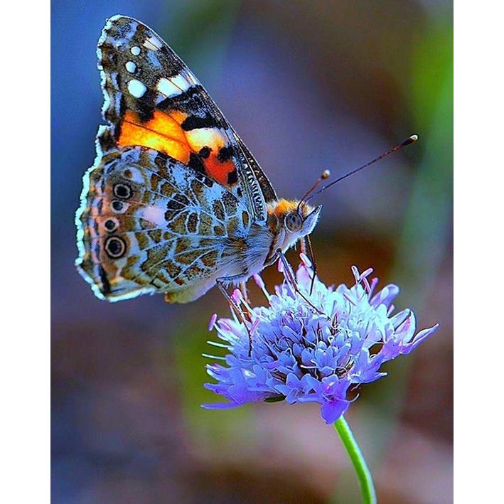 

Алмазная картина, полная круглая дрель, вышивка крестиком, ремесленная живопись, вышивка, ремесленная мозаика со стразами, подарочные украшения для дома 50x60CM