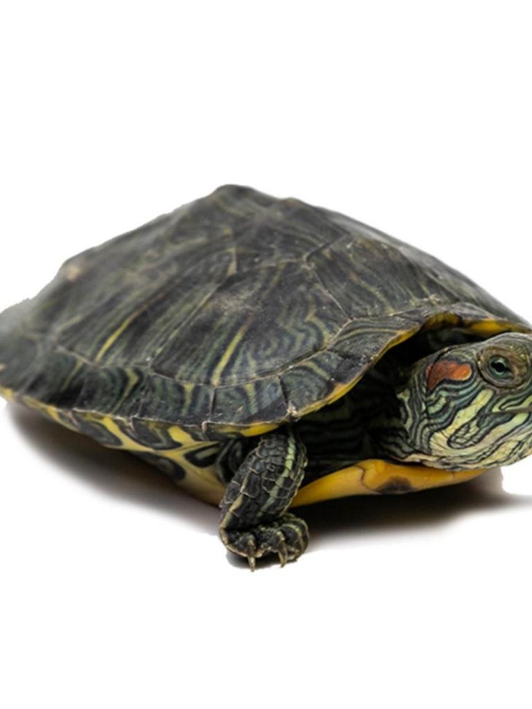 Brazilian Golden-lined Pet Turtle - Internet Celebrity Live Outdoor Pond Turtle