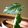 2Pcs/Set Garden Frog Figurine Mini Fishing Frog Statue Sitting Frog Holding Leaf Umbrella Pond Angler Frog Sculpture for Yard Landscape Indoor Outdoor