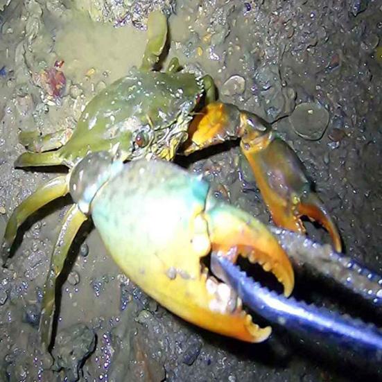 Sportovní příslušenství MUQZI Vyztužené multifunkční protiskluzové koše Kleště na artefakty krabů Rybářský nástroj