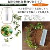 Wall Decoration Fake Green Hanging Vase Wall Mounted Set Interior Green Stylish Test Tube Vase (Diamond (with Plant))