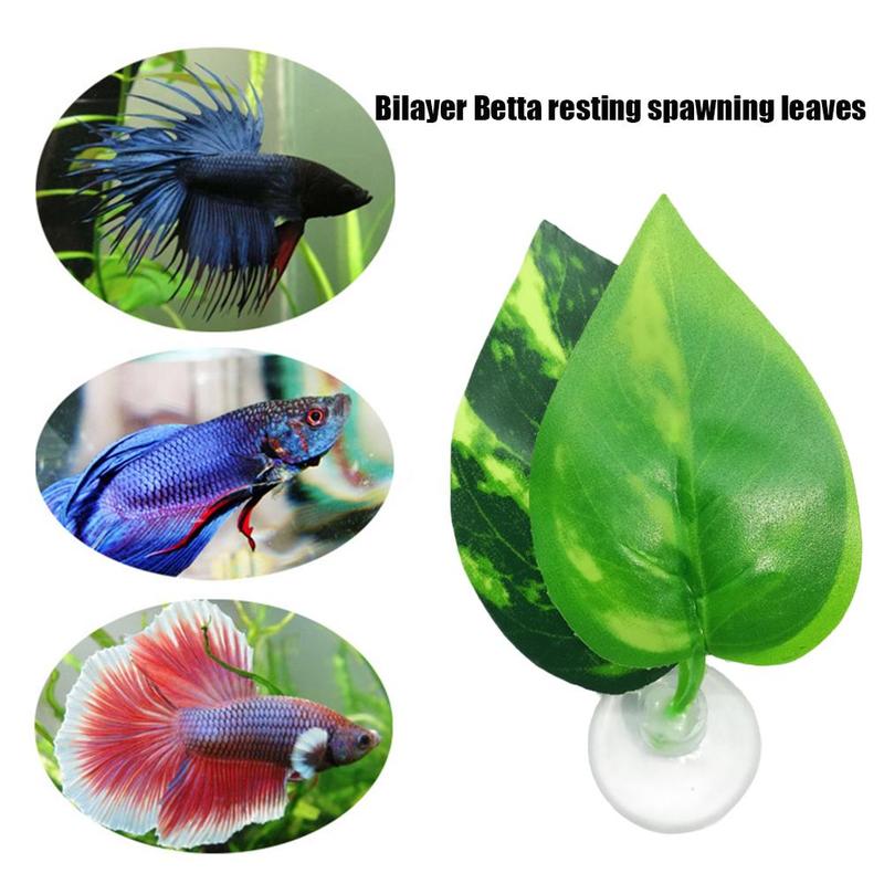 betta leaf hammock placement