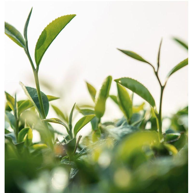 Nard Heartleaf AHA BHA PHA Peeling Pad