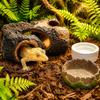 3PCS PVC Anti-Broken Reptile Hide Cave and Bowls Set Rainforest Foraging Habitat Decoration Box Kit for Geckos Lizards