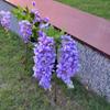 Realistic Solar Wisteria Flower Lamp Creative Landscape Lawn Lamp Simulation Flower Lamps  House