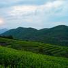 Top Grade 2010 Shou Mei White Tea Cake 350g Fuding Aged Tea Wellness Benefits