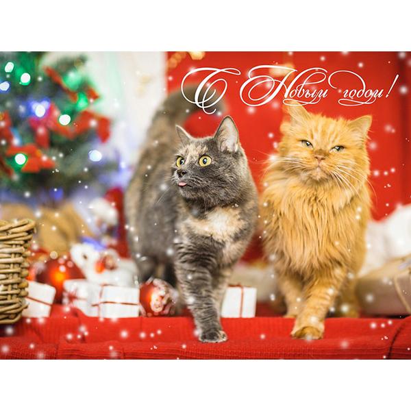 5D DIY pictură cu diamant Kit de artizanat pisică complet pătrat rotund broderie cu diamante animale cu punct de cruce Kit mozaic Decoratiuni de Crăciun