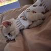 Thin Breathable Pet Vest Cats Dogs Anti-Shedding Cute Clothes British Shorthair Ragdoll Bichon Teddy