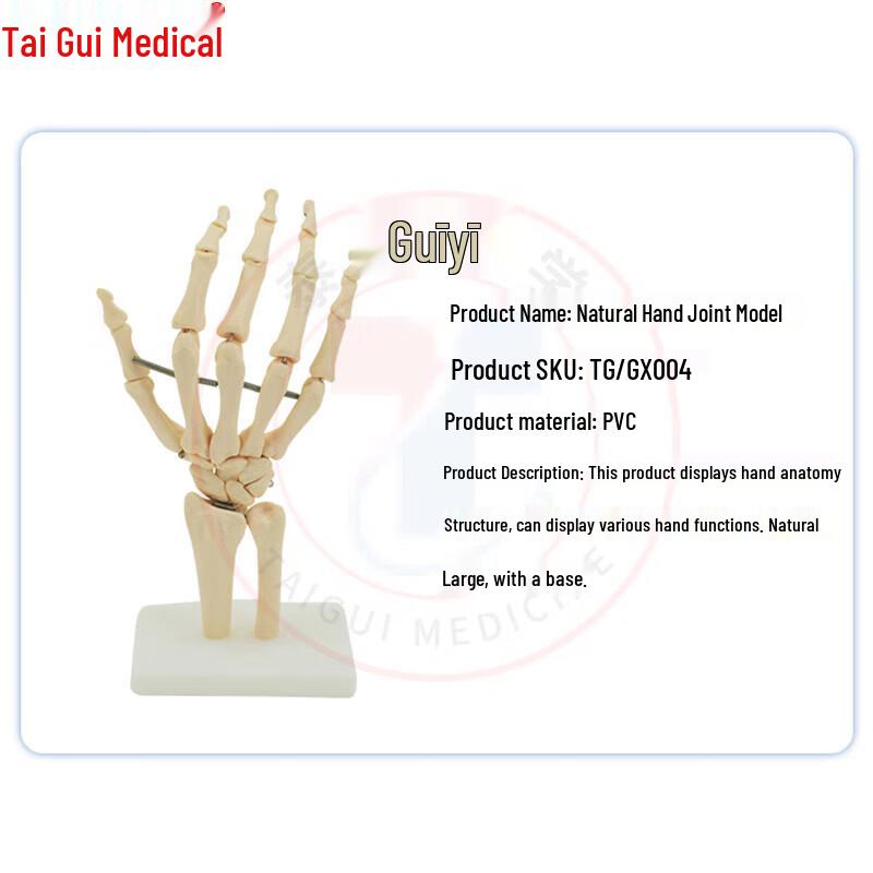 Anatomical Human Hand Joint Model