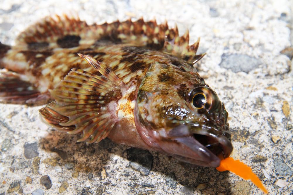 10 5 Stück je Ajing/Mebaring Wurm, Mud-Jako, Farben, (ori-780803)