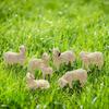 Miniature Garden Figurines Garden Sheep Statues Outdoor Decor Garden Art Outdoor for Fall Winter Garden Decor