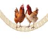 Chicken Swing Weatherproof Wooden Bird Stand Heavy Duty Enrichment Toys Boredom-Relief Chicken Coop Accessories for Rooster