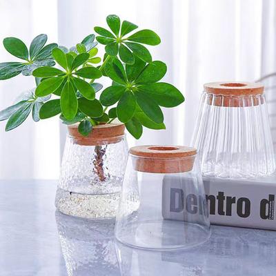 Ev Dekoru – Vazolar