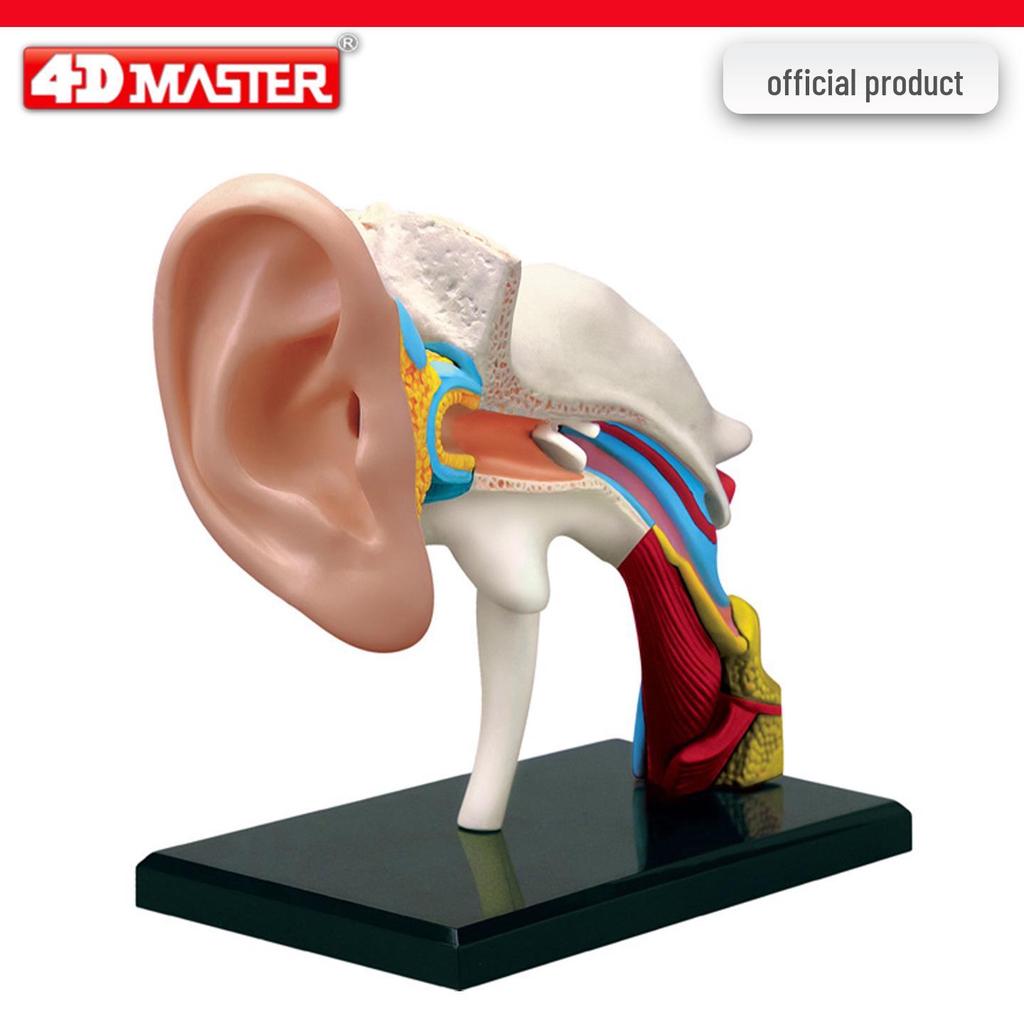 4D Knee Joint Ligament Anatomy Model for Medical Teaching