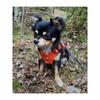 Szelki dla psa adventure dog truelove buldog s