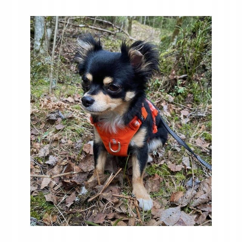 Szelki dla psa adventure dog truelove buldog s