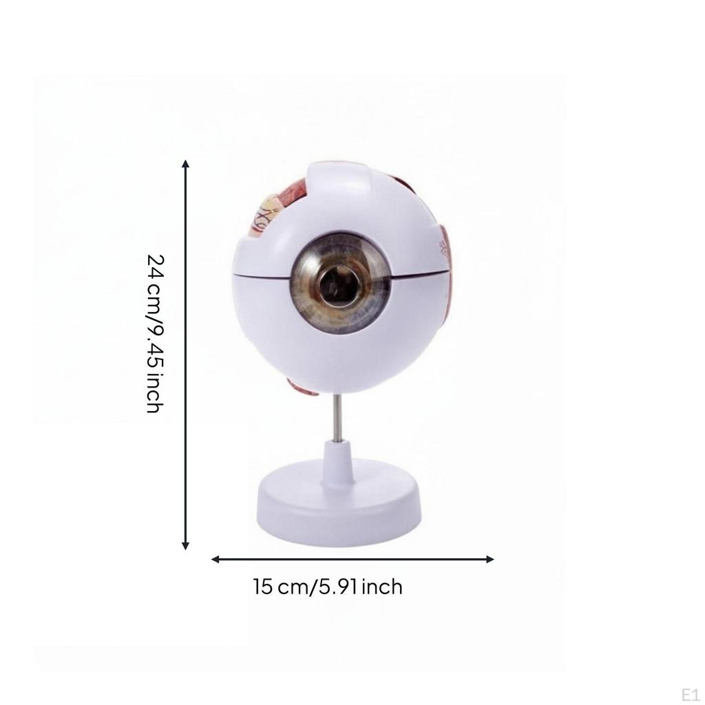 Human Eye Anatomy Model Detailed Enlarged for Medical Students