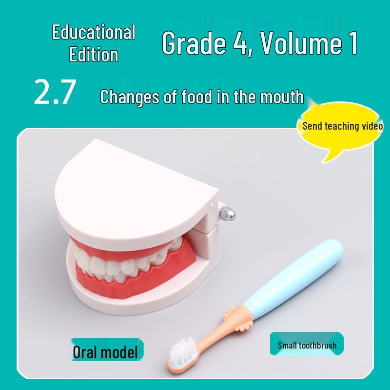 

Набор по науке для четвёртого класса: Изменения пищи во рту