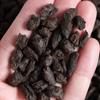 2009 Menghai Ripe Tea Date Fragrance Tea 500g Tin Yunnan Puerh Tea