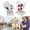 Pelvic Floor Anatomy Model Removable Colored Female Pelvis Model for Midwifery Teaching