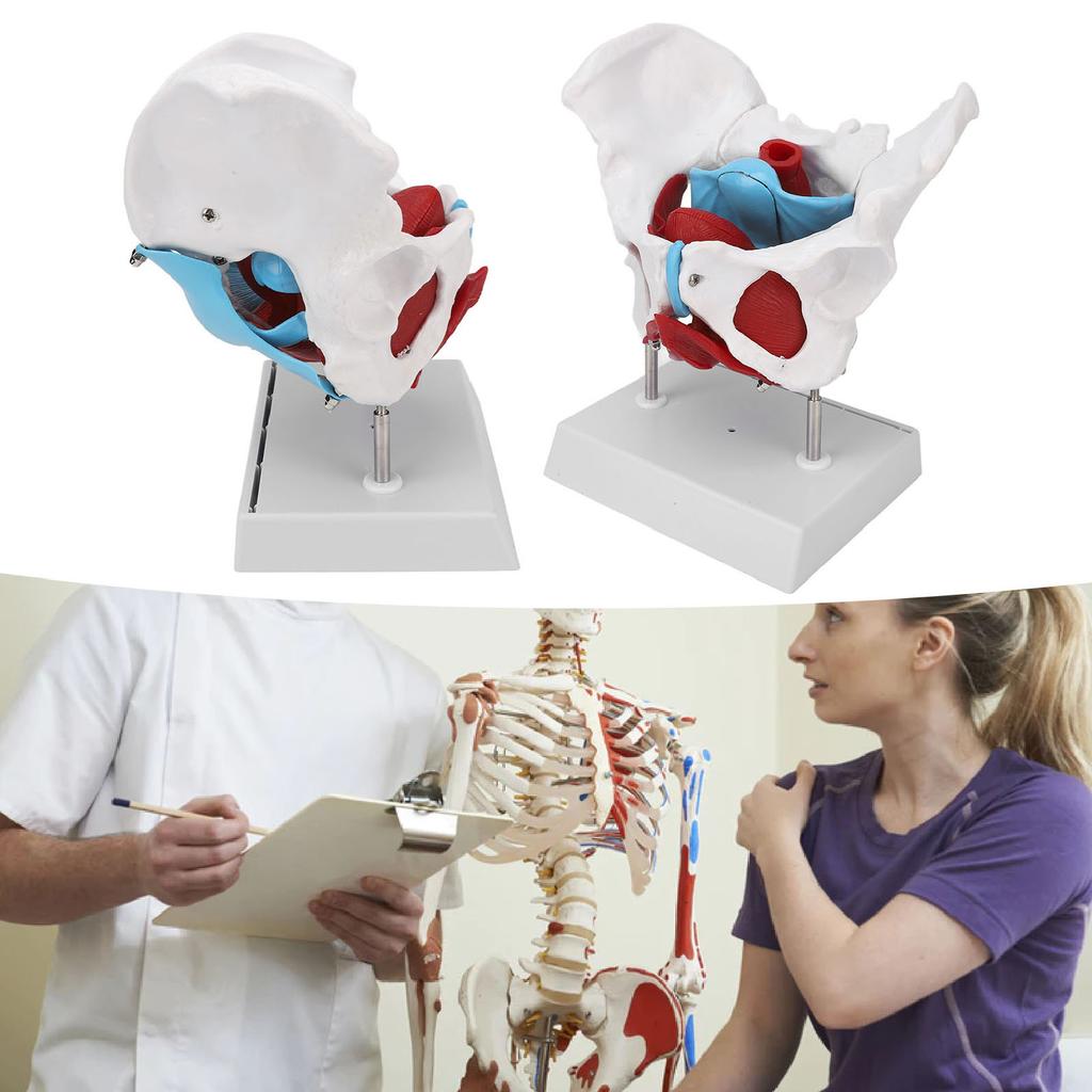 Pelvic Floor Anatomy Model Removable Colored Female Pelvis Model for Midwifery Teaching