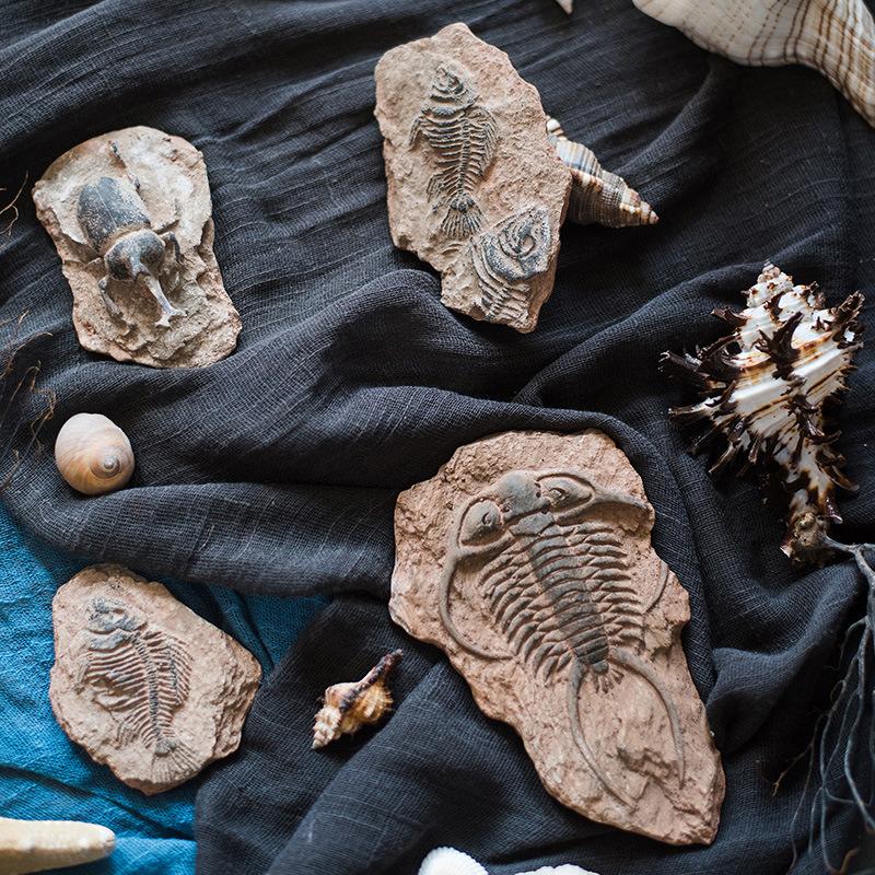 1 Stück Kinderspielzeug Simuliertes Harz Fossil Ornament Kriechendes Terrarium Dekorationen Dekorativer Behälter Landschaft Reptil