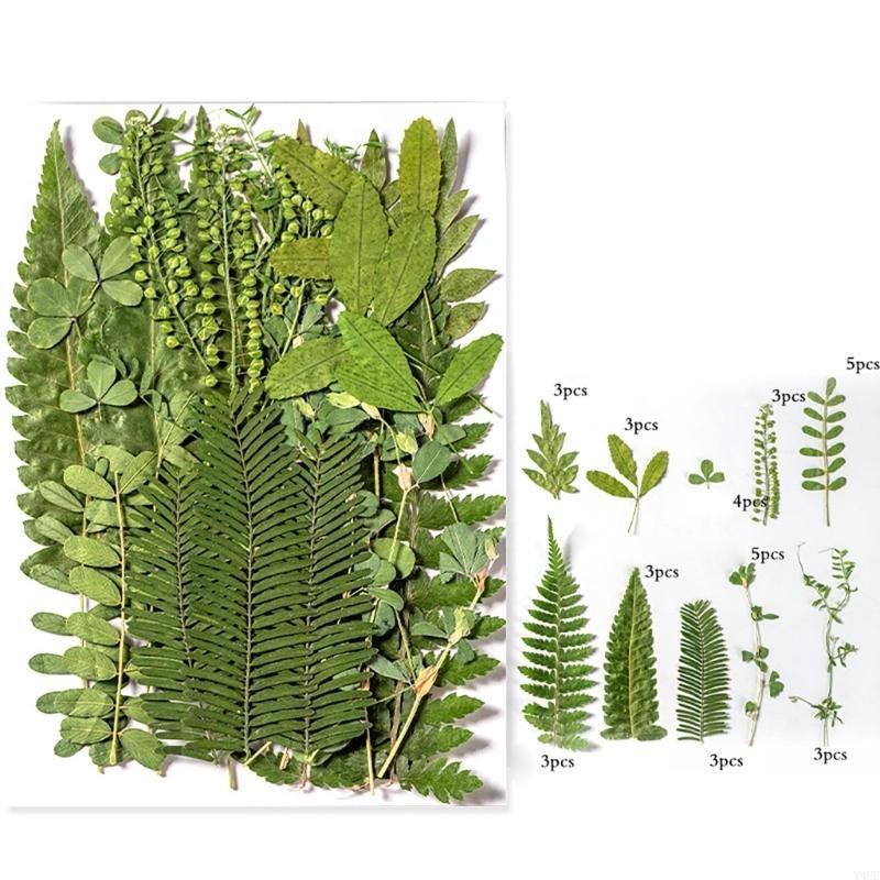 35Pcs Natural Pressed Dried Leaves Set For Candle Making Jewelry Making Art Craft Bookmarks Crafting Scrapbooking