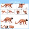 Saimiri Sciureus Monkey Animal Figure With Durable Plastic Material For Young Children