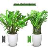 Newcomer Exclusive Flower Stand: Support Rod & Protection Frame for Money Tree