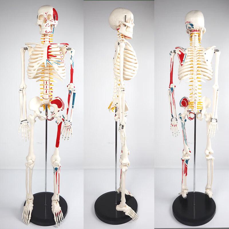 Human Skeleton Model with Muscle Identification