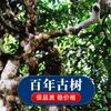 Xinyhao Pu'er Tea Raw Tea Cake Exquisite Small Tea Cake Ancient Tree Spring Tea