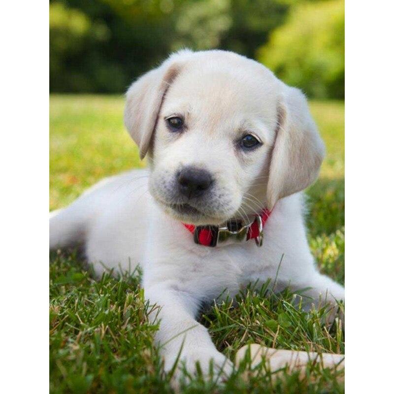 Neue 5D DIY Diamant Malerei Haustier Hund Diamant Stickerei Tier Kreuz Stich Voll Platz Runde Bohrer Handwerk Wohnkultur Manuelle geschenk