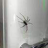 Realistic 3D Spiders Magnets Fridge Decoration 3D Spiders Refrigerator Magnets Push Pin For Refrigerator Decoration