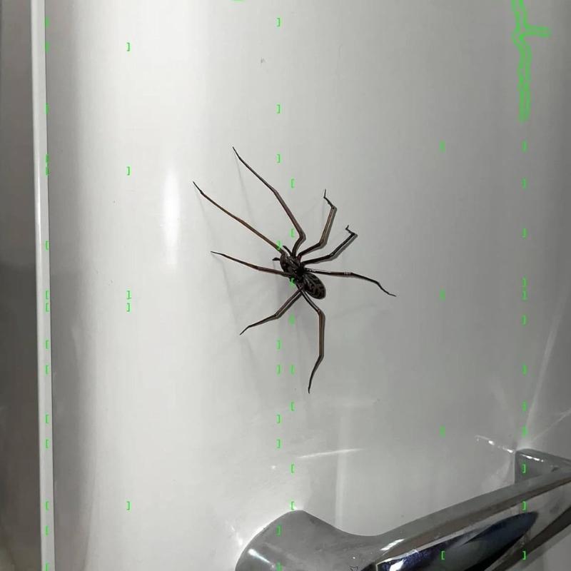 Realistic Magnetic Spiders Decoration Spiders Refrigerator Magnets Magnetic SpidersDecoration For Indoor and Outdoor Use