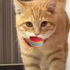 100/10 PIEZAS Pelotas de Juguete para Mascotas Interactivas Arcoíris Bolas de EVA Juguetes de Entrenamiento para Gatos Perros Bolas Suaves de Salto Automático Suministros para Jugar Mascotas