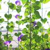 3.6 X 1.8m Garden Plant Climbing Support Net Gardening Netting Plant Growth Net