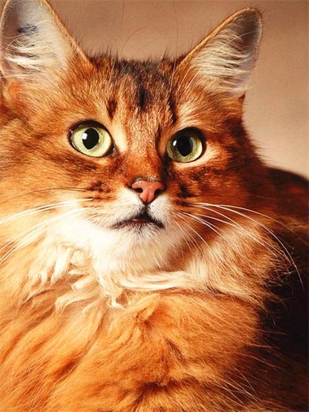 Peinture diamant 5D de chat, broderie complète carrée ou ronde, mosaïque, point de croix, décoration d'intérieur