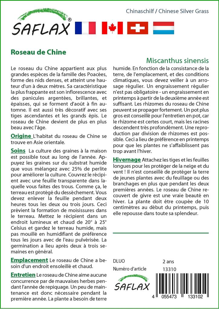SAFLAX Stříbrná tráva čínská - 200 semen - Miscanthus sinensis