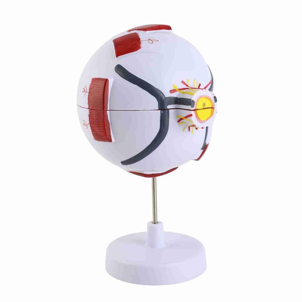6X White & Transparent 6X Enlarged Eye Model Ophthalmology Anatomical Model Science Presentation
