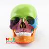 Medical 15-Part Detachable 1:2 Human Color Skull Model for Teaching