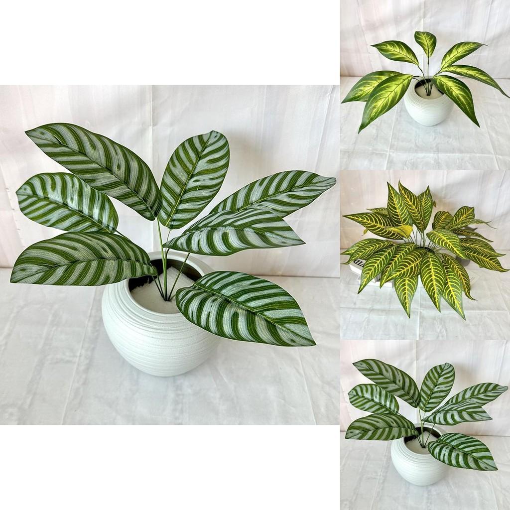 Epipremnum Aureum Green Plant With Zebra And Turtle Leaf For Home Decor And Photography