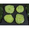 251Cts. Dyed Solar Durzy Agate 4Pcs Crystal Loose Gemstone Lot 30X34-35X40MM A-234