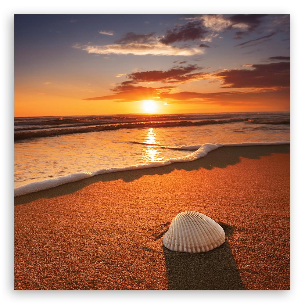 Canvas Print, Shells Nature