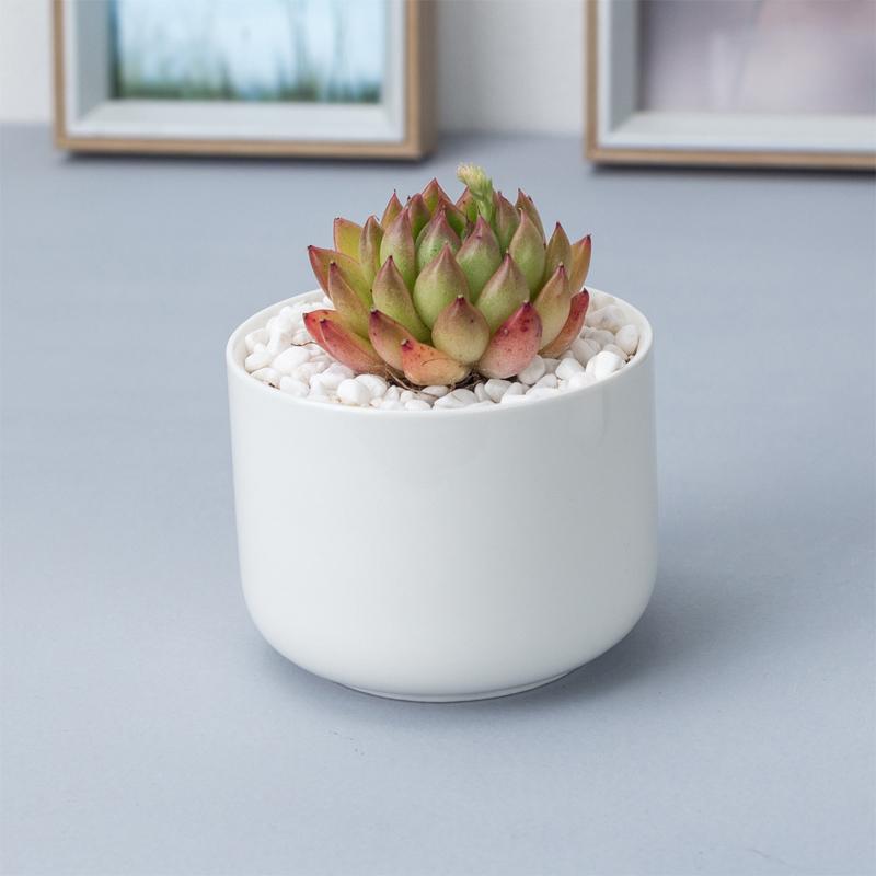 

Простой мини-белый креативный садовый мини-суккулентный керамический круглый цветочный горшок зеленый горшок для растений домашний офис настольный бонсай