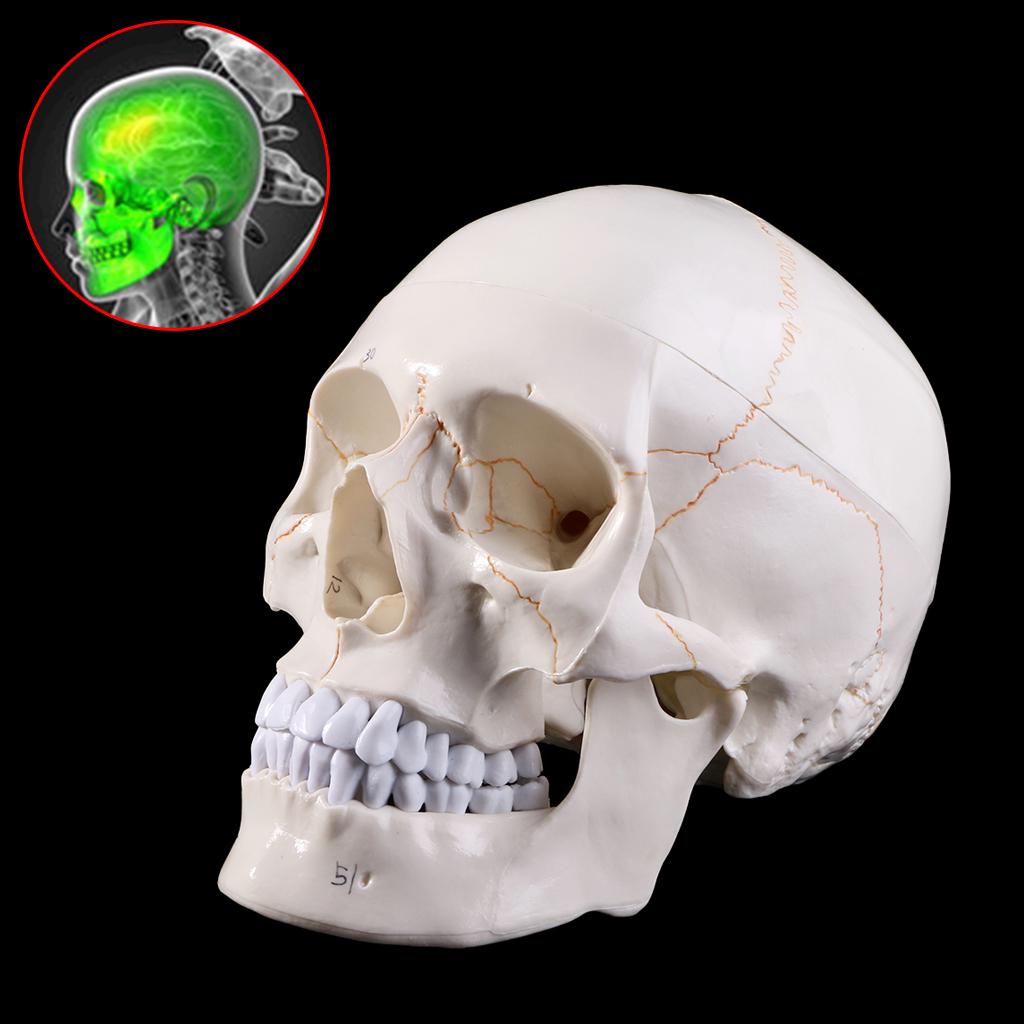 Life Size Human Skull Model Anatomical Anatomy Medical Teaching Skeleton for Hea
