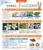 Japan Medical System Perfect BB Cream Made In (Light Beige) 30g, Cosmetics, Japan, M5, MssJ
