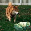 Dog Sprinkler Dog Water Fountain Adjustable Angle & Speed Step On Sprinkler Dog Water Dispenser Toy for Garden & Lawn Watering