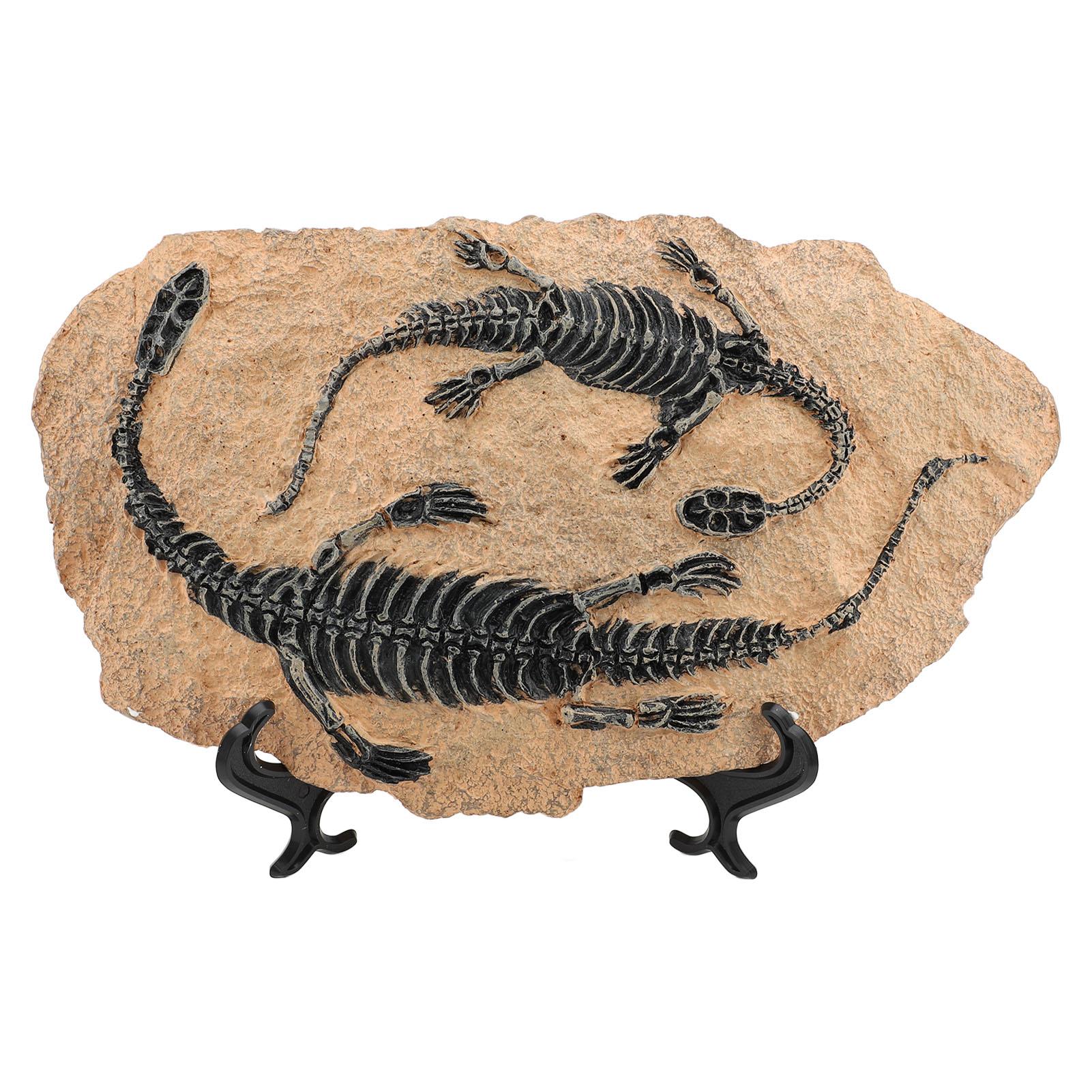 

Simulated Dinosaur Fossil Model with Display Stand Resin Dinosaur Skull Statue for Home Cabinet